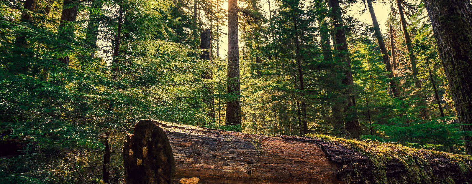 Log in forrest