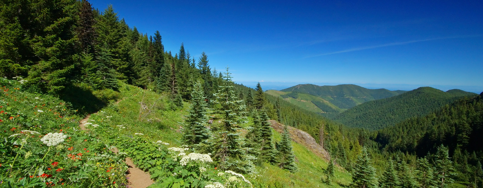 Mountain side with green trees and grass