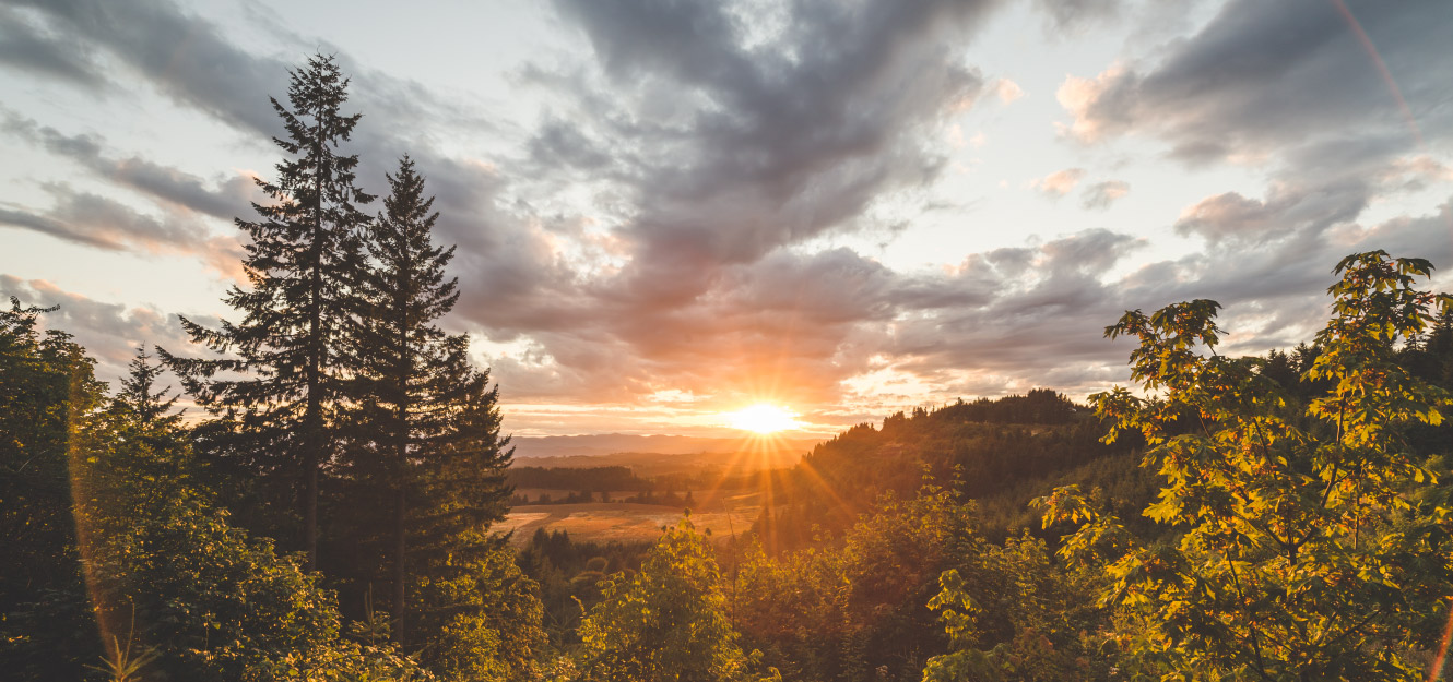 Forrest with sunset