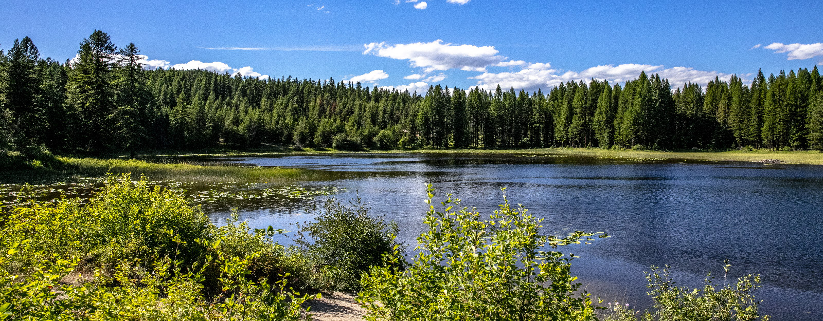 Forrest with waterfront