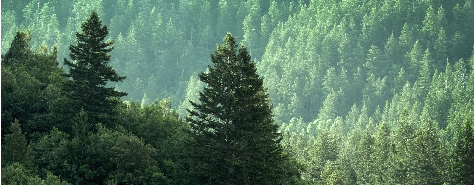 Forrest with water scene and mountains in the background