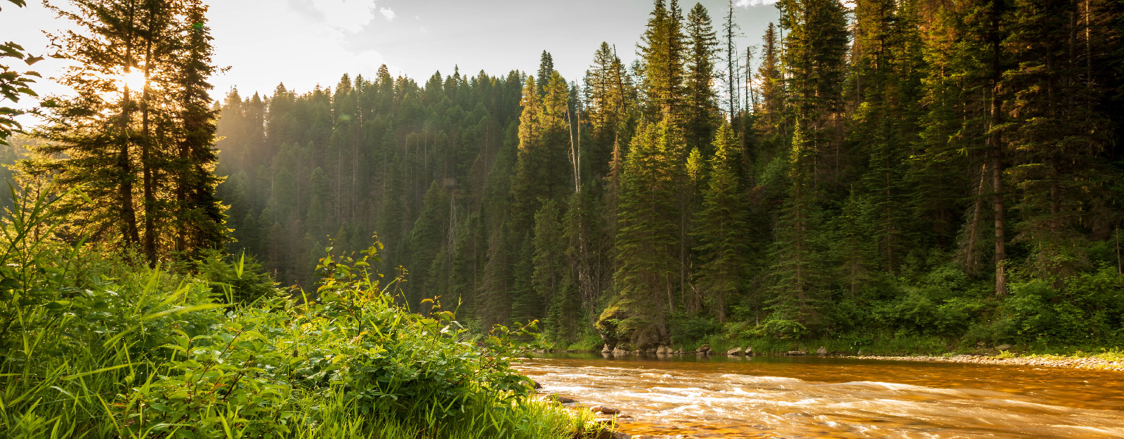 Forrest at sunrise