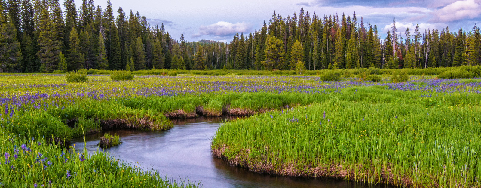 Meadow with water running through it