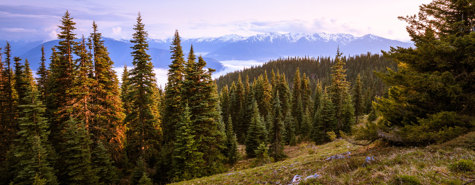 Evergreens in forrest