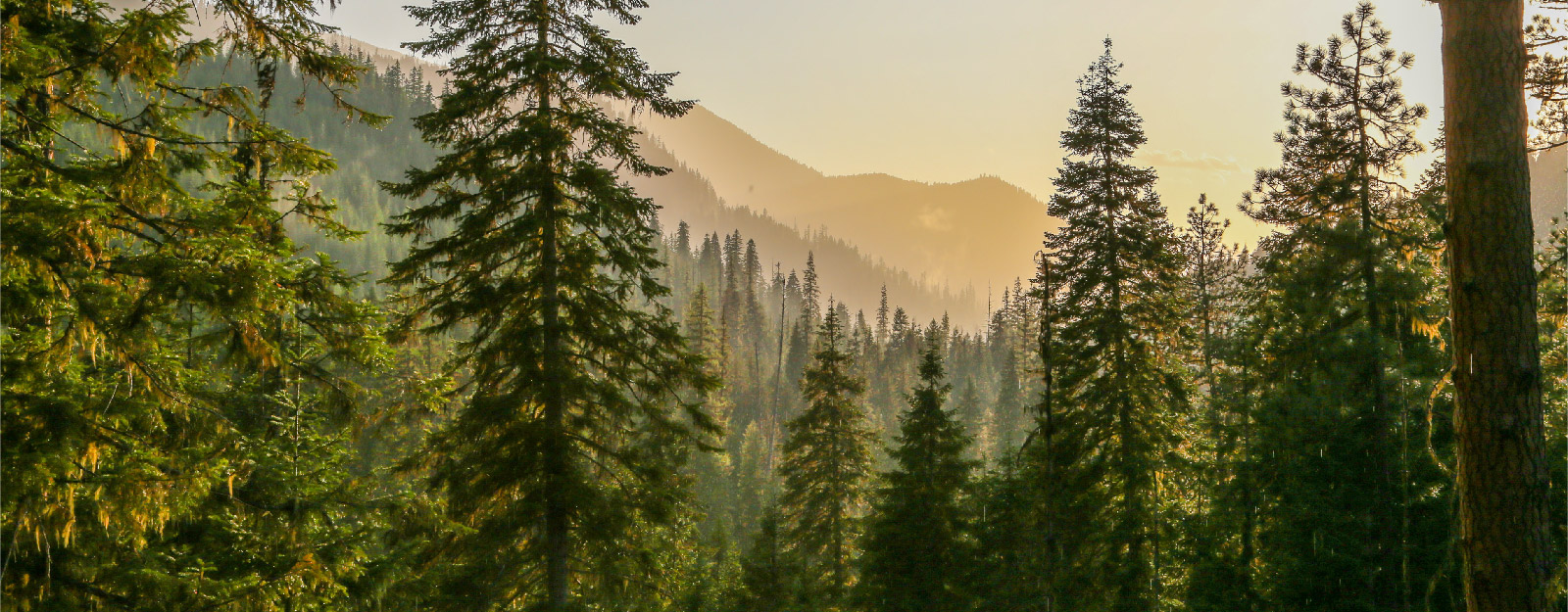 Evergreens in forrest