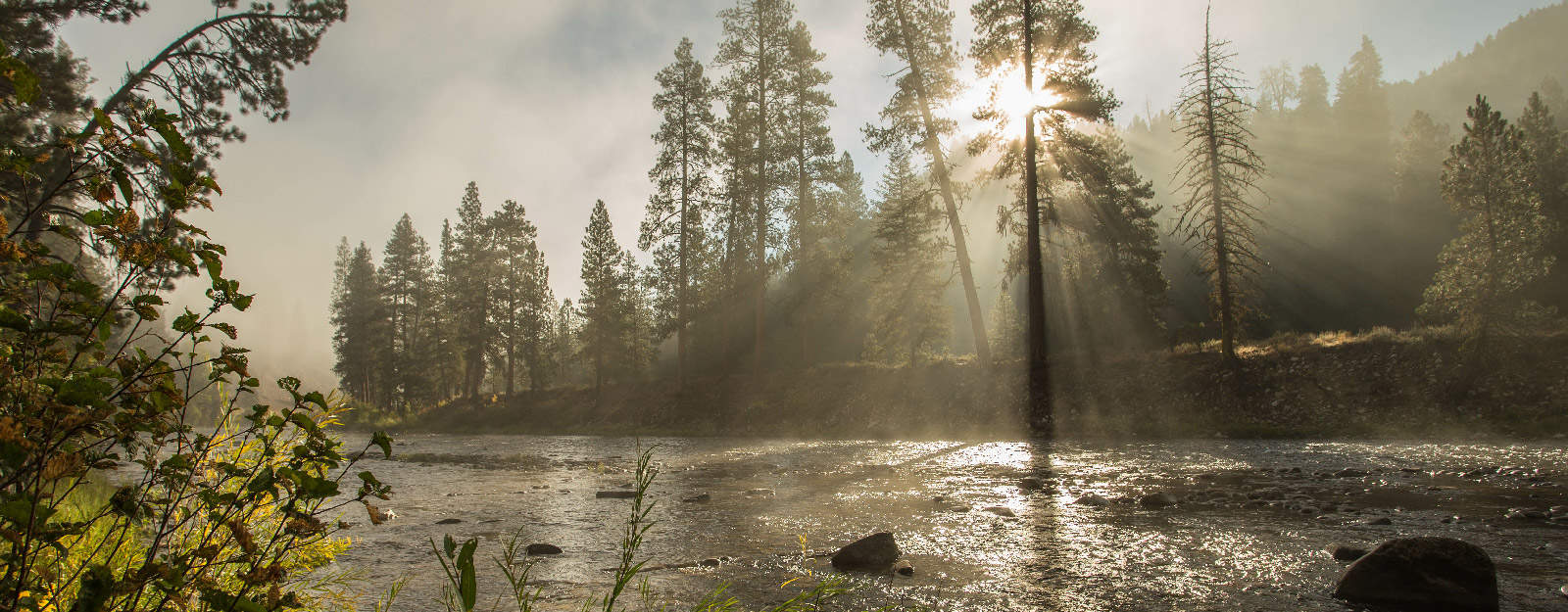 Forrest with water scene and mountains in the background