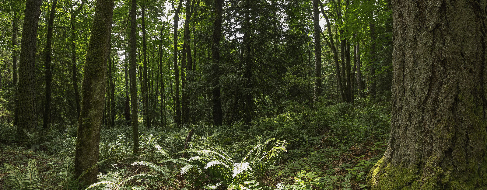Deep wooded forrest
