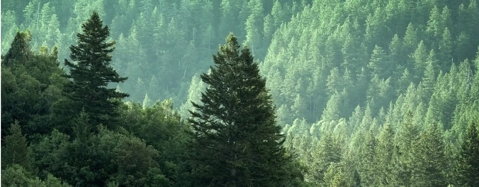 Forrest scene of evergreen trees
