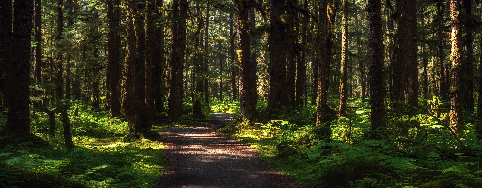 Trail in forrest