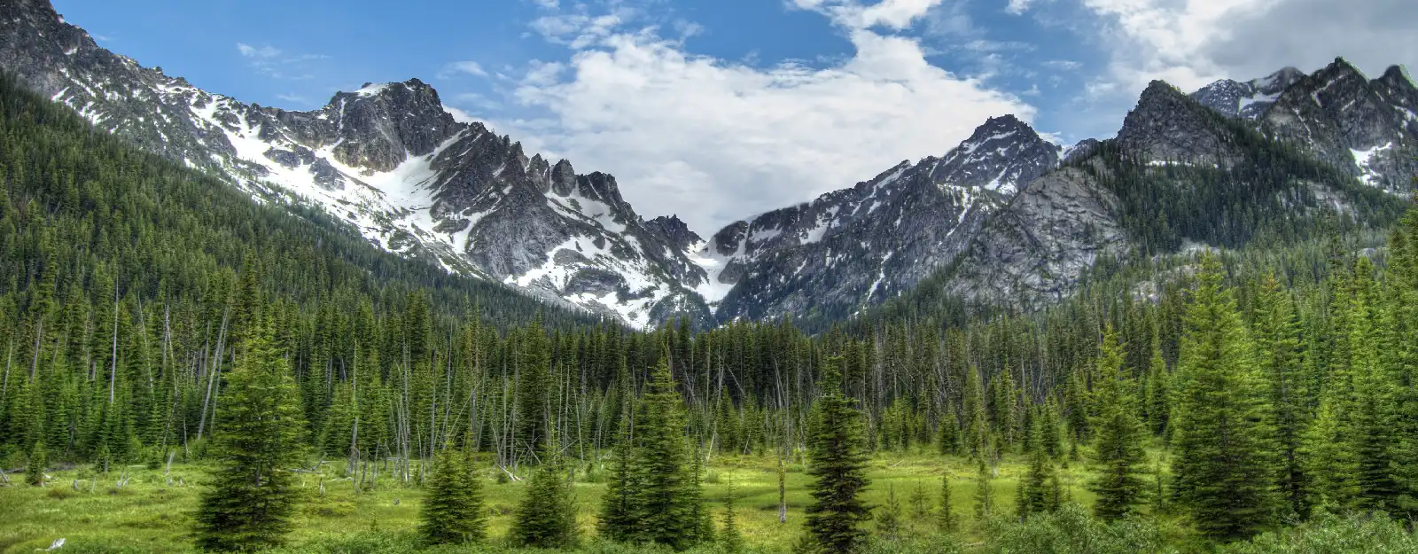 Evergreen forrest with mountains in the background