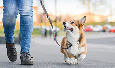 Person walking dog