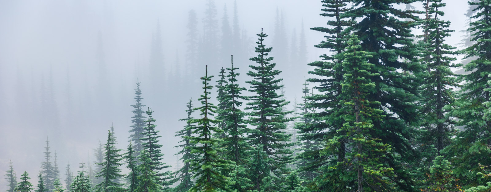 Evergreen trees in forrest
