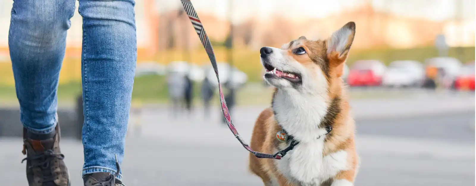 Person walking corgi dog on leash while dog looks at person smiling