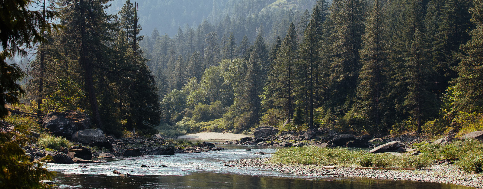 Forrest with water running through