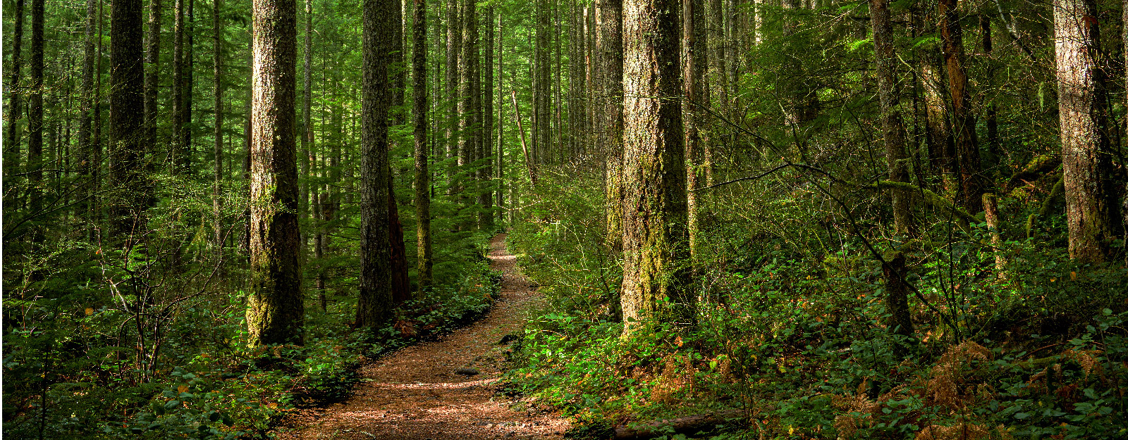 Trail in woods