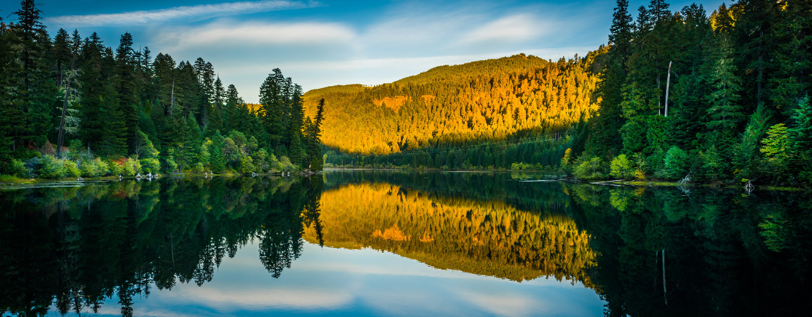 Forrest with waterfront and mountains in the background